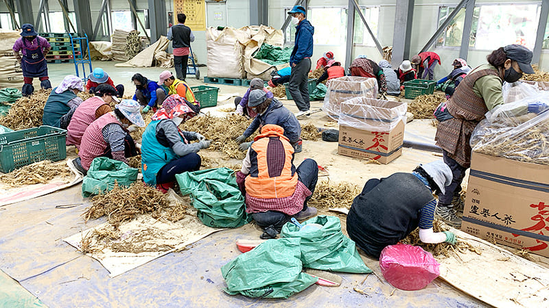 高麗人参の仕分けも人参農協が管理