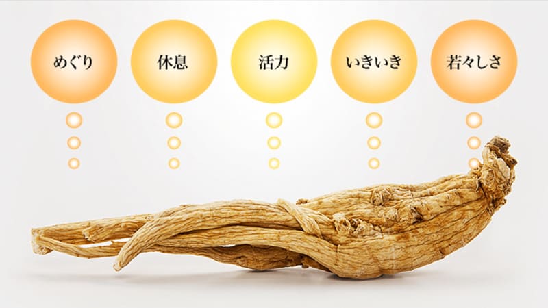 高麗人参は健康的な毎日をサポート！めぐり、休息、活力、いきいき、若々しさ