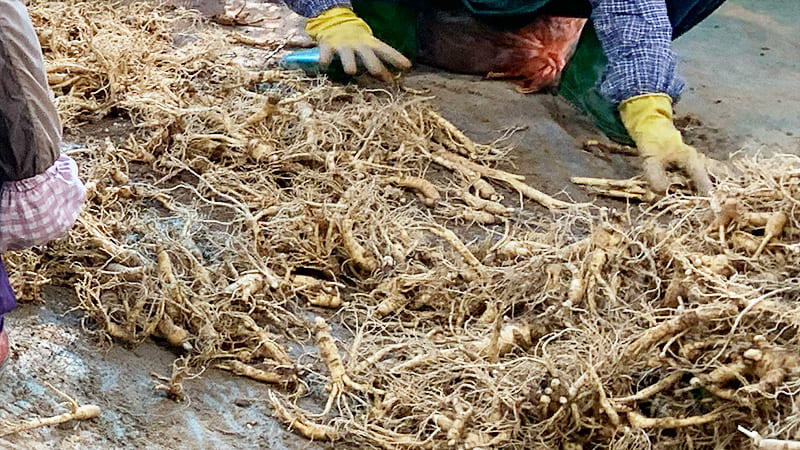 高麗人参の収穫時期は秋（9月〜11月）