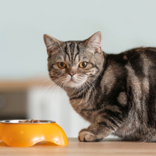 猫に高麗人参を与える際のポイント