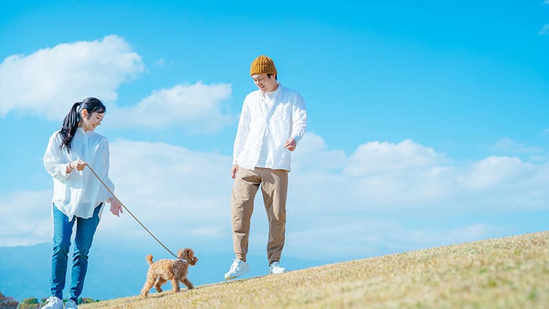 犬と散歩する夫婦｜ペットに高麗人参を食べさせても良い？