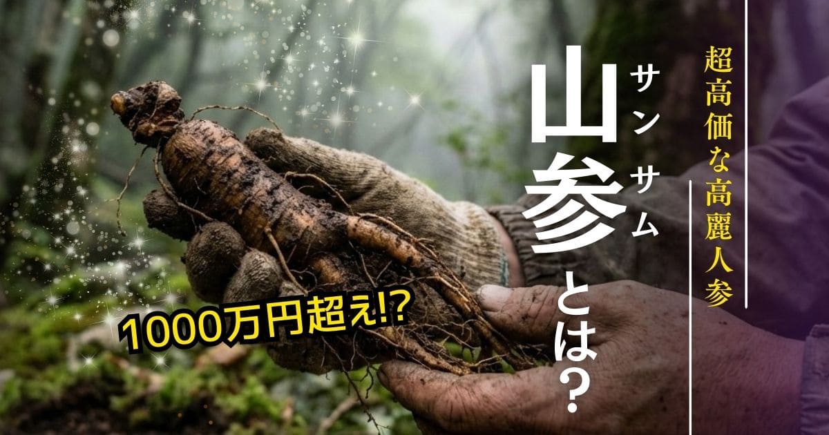 超高価な高麗人参｜山参（サンサム）とは？