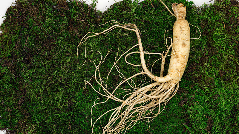 高麗人参の根・天然ハーブ素材