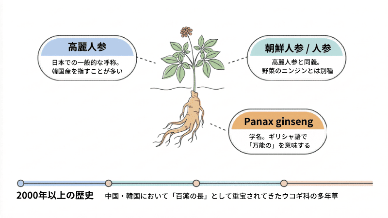 高麗人参とは？｜高麗人参・朝鮮人参・Panax ginseng