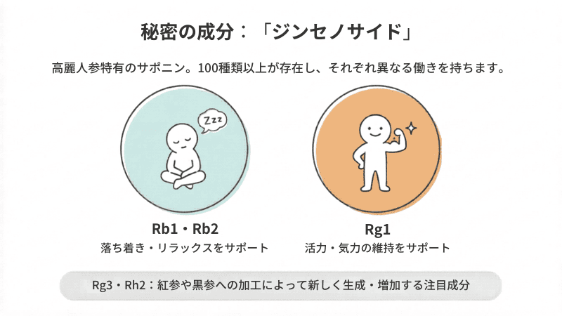 秘密の成分：ジンセノサイドは高麗人参特有のサポニン。100種類以上が存在し、それぞれ異なる働きを持つ