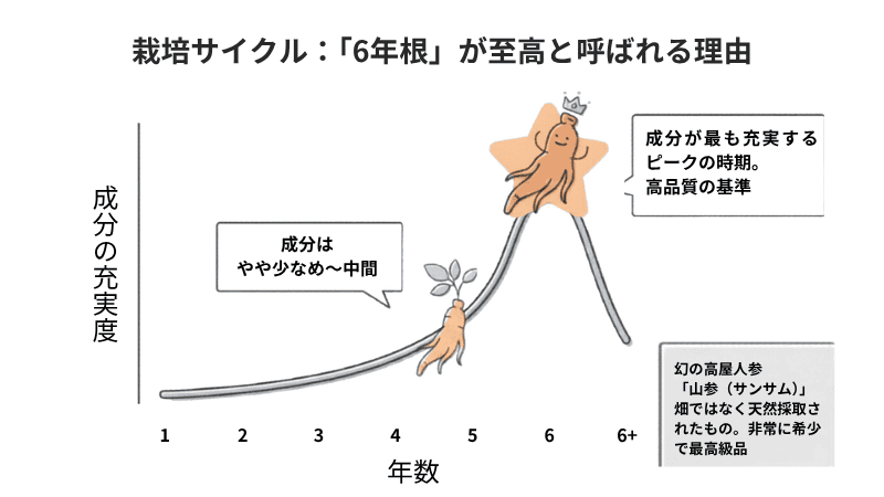 栽培サイクル：「6年根」が至高と呼ばれる理由