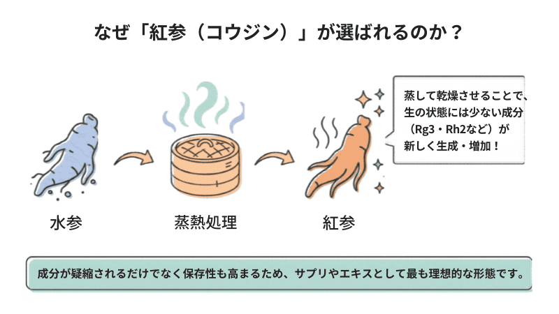 なぜ「紅参（こうじん）」が最も選ばれるのか？